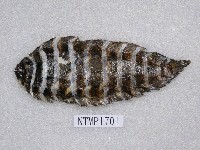 藏品(格條鰨)的圖片